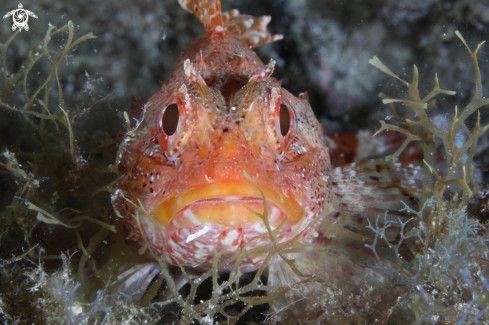 A Madeira rockfish