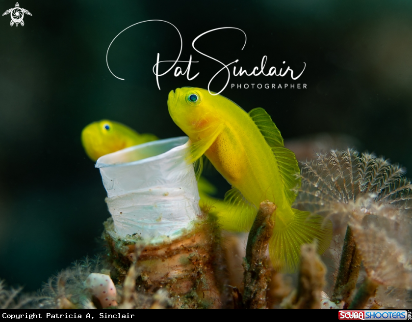 Yellow Goby Family Portrait