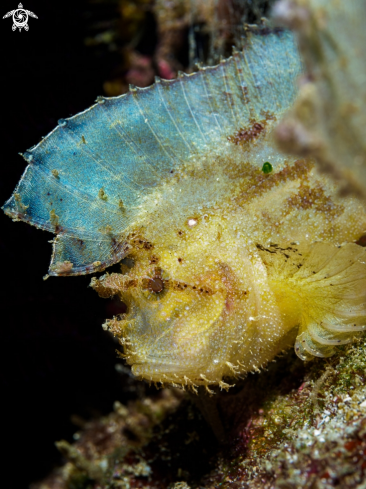 A Taenianotus triacanthus | Leaf Scorpionfish