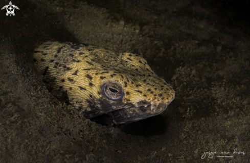 A Spotted Snake Eel