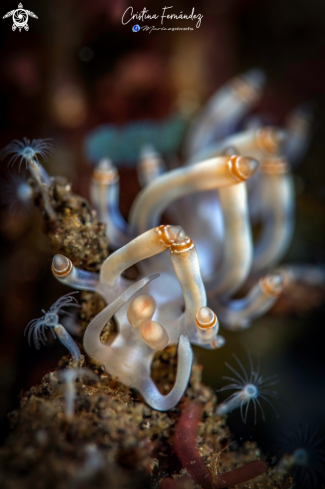 A Samla bilas | Nudibranch