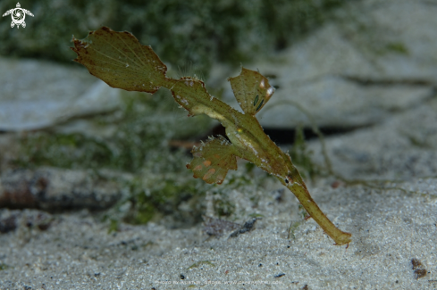 A Solenostomus cyanopterus | Robust Gohst Pipefish