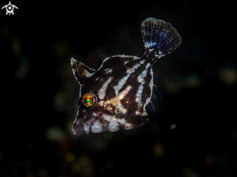 A Acreichthys tomentosus | Biota's Bristletail Filefish