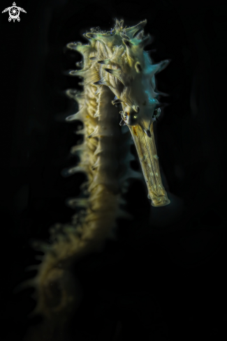 A Hippocampus histrix | porcupine seahorse
