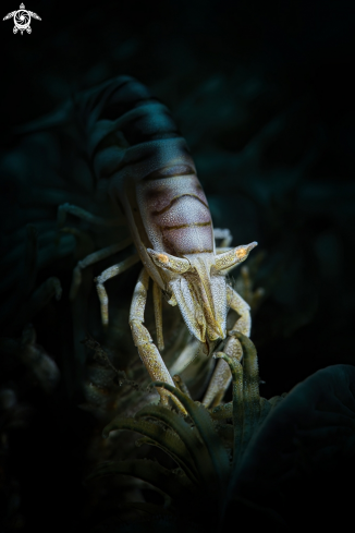 A commensal shrimp