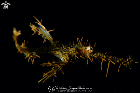 A Solenostomus Paradoxus | Ornate Phost Pipefish