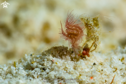 A Phicocaris simulans | Hairy shrimp