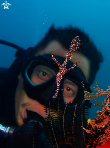 A Ornate Ghost Pipefish & Human