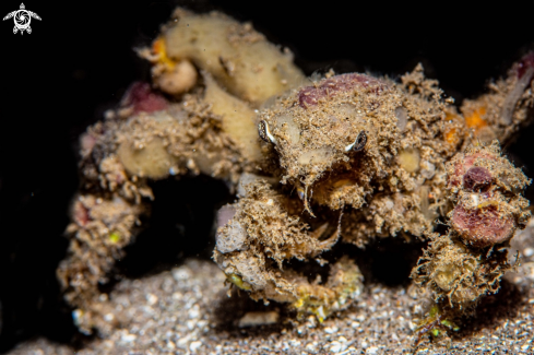 Underwater Photos Of Spider Decorator Crab