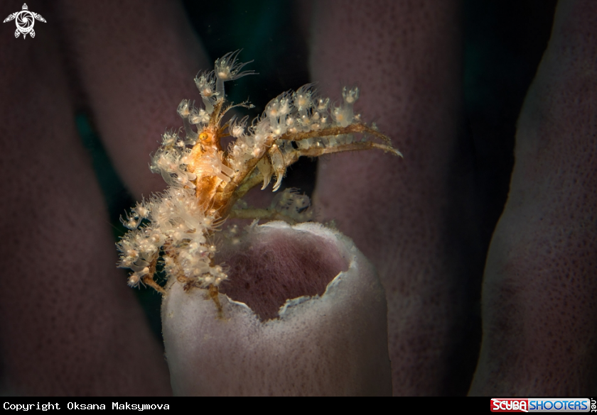 Spiny Spider crab  (Achaeus spinosus) 