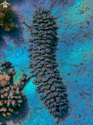 A Holothuroidea | sea cucumber