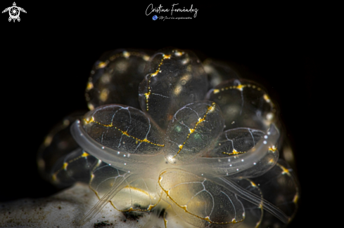 A Cyerce elegans | Nudibranch