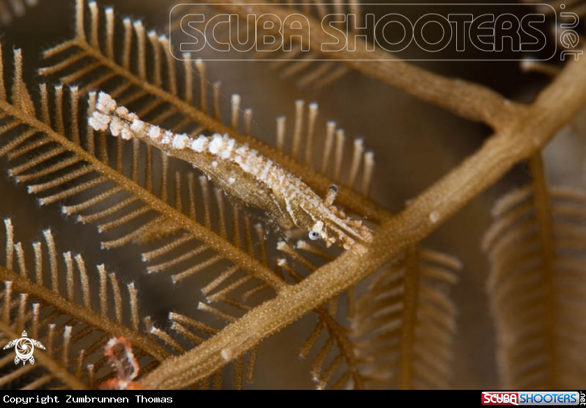 A Crinoid Shrimp 