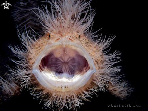 A Yawning hairy frogfish