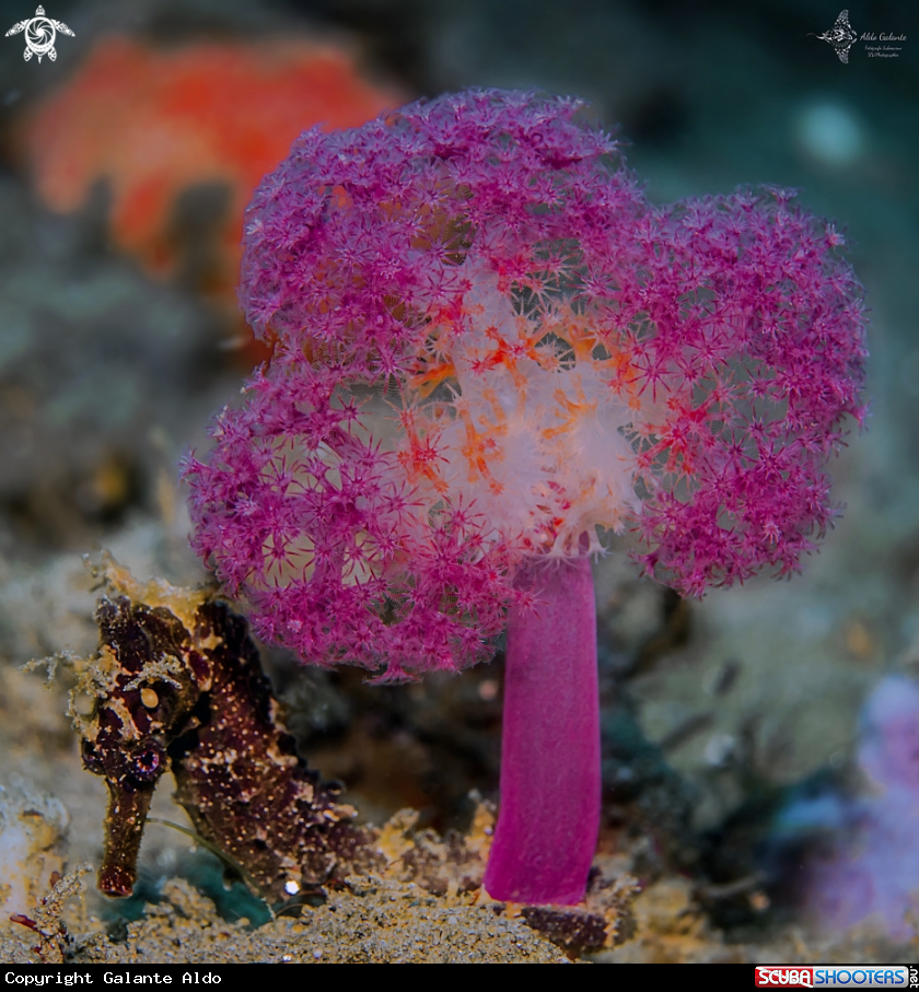 A Soft Coral and Seahorse.