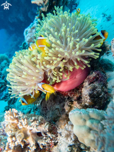 A Two banded anemonefish | Anemonefish