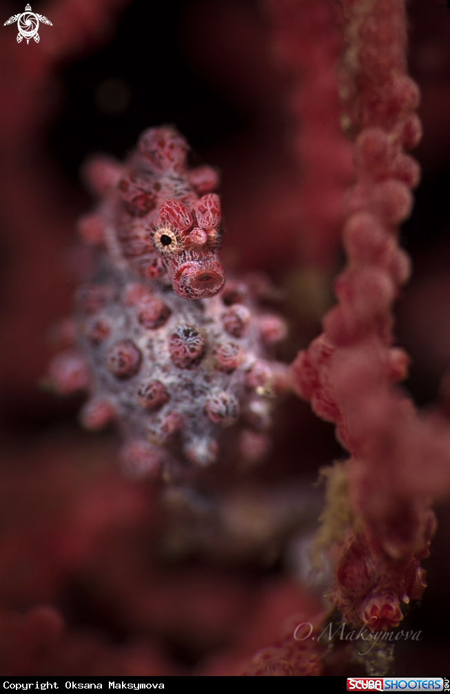 Pygmy seahorse 