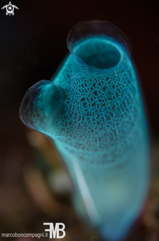 A Rhopalaea spp. | Tunicate