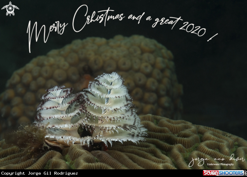 A Christmas Tree Worms
