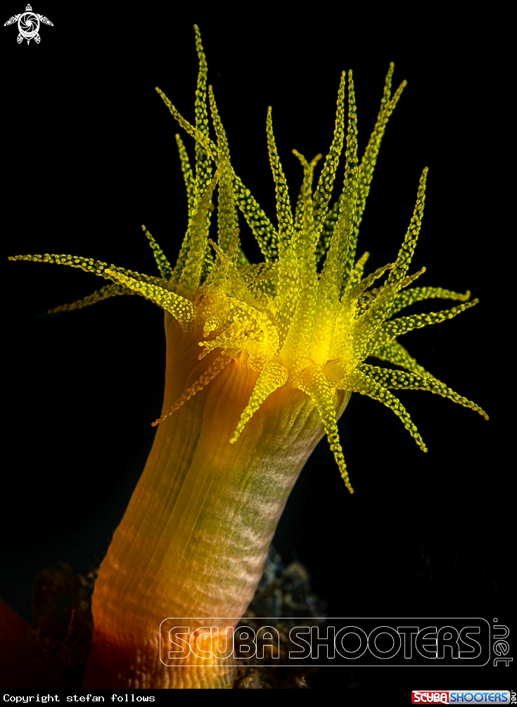 A Cup Coral 