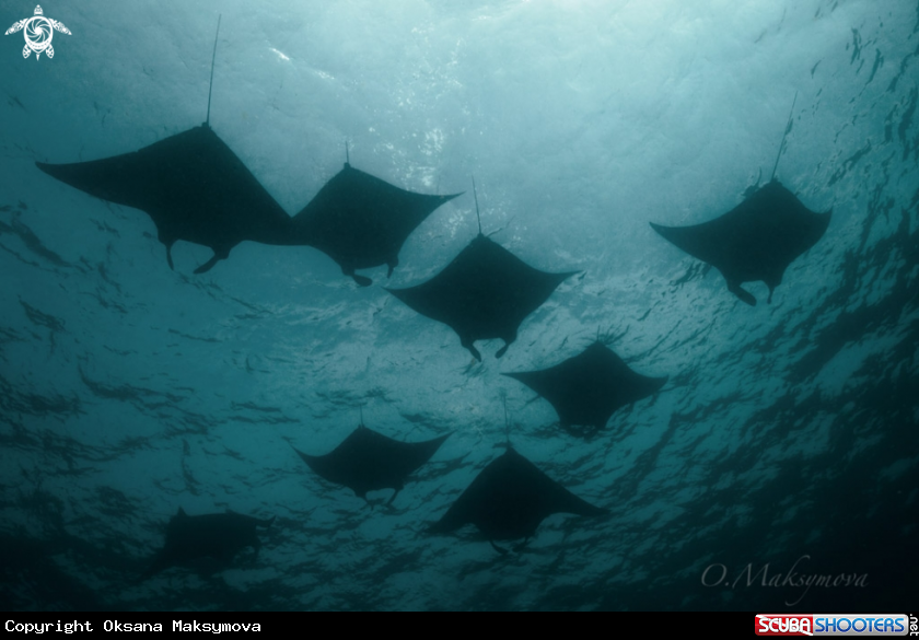 Manta rays, passing in surface in the Sulwaesi Sea near Sangalaki Island, East Kalimantan
