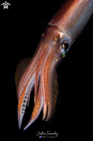 A Sepioteuthis lessoniana - Big fin reef squid | Squid