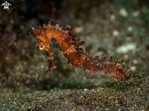 A Thorny Seahorse