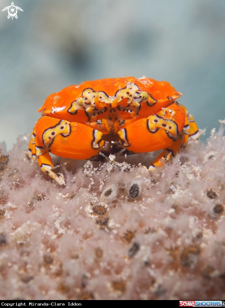 A Gaudy clown crab