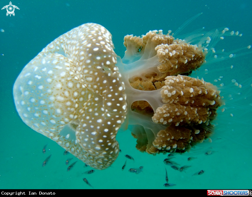 A white-spotted jellyfish