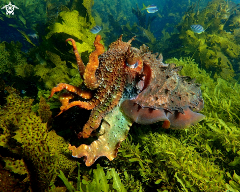 A Sepia apama | Australian giant cuttlefish