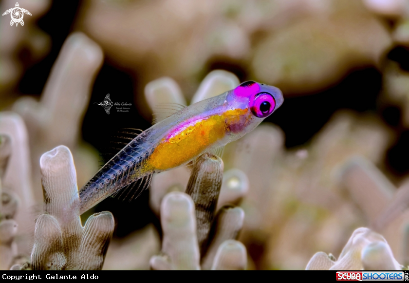 Pink Goby
