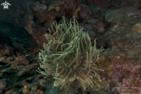A Condylactis gigantea | Giant anemone of the caribbean