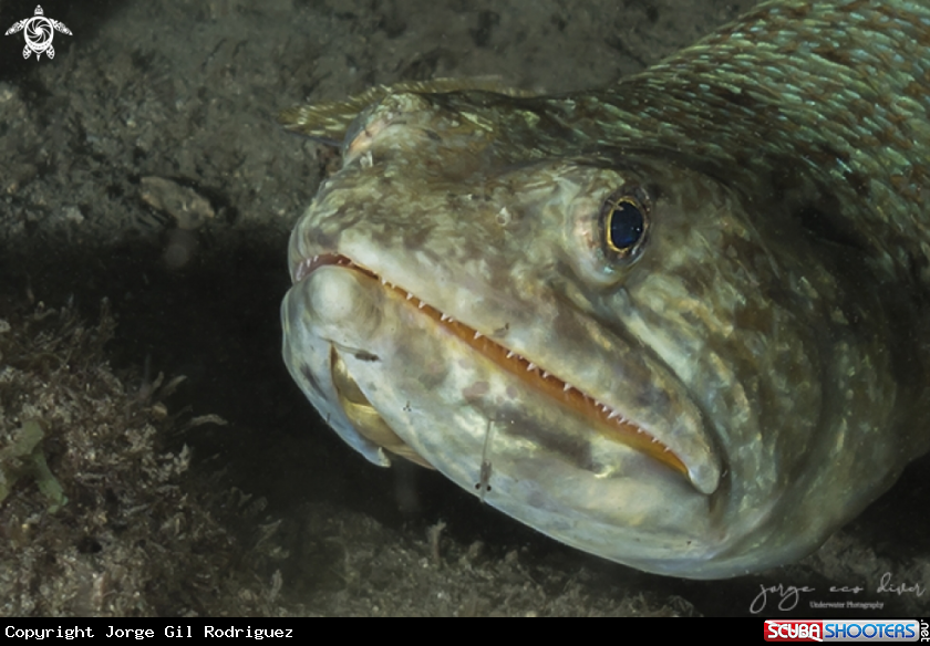 A Reef lizardfish