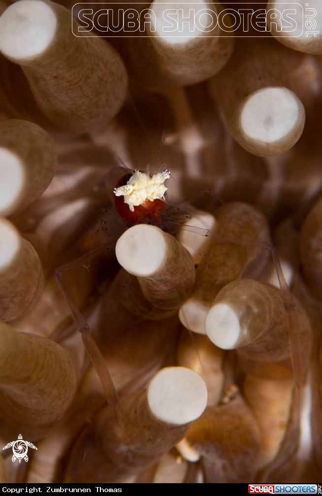 A Popcorn Shrimp 