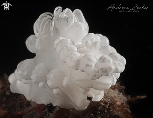 A Gymnodoris sp | Popcorn nudibranch