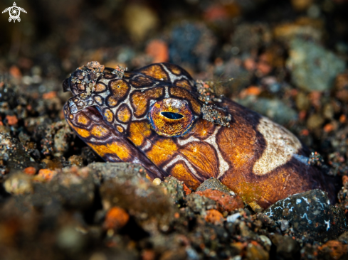 A Ophichthus bonaparti   | Napoleon Snake-eel 