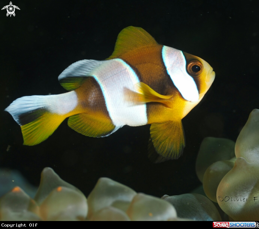 A juvenile Madagascar clownfish
