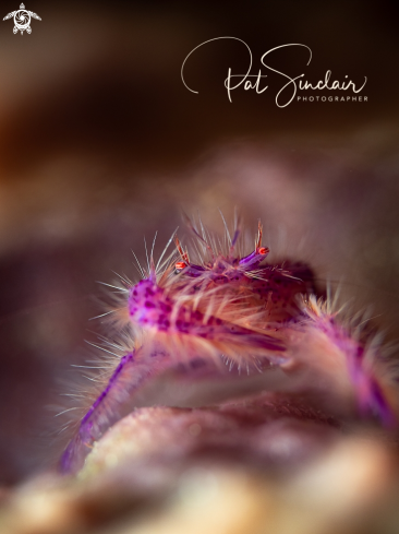 A Lauriea siagiani | hairy squat lobster