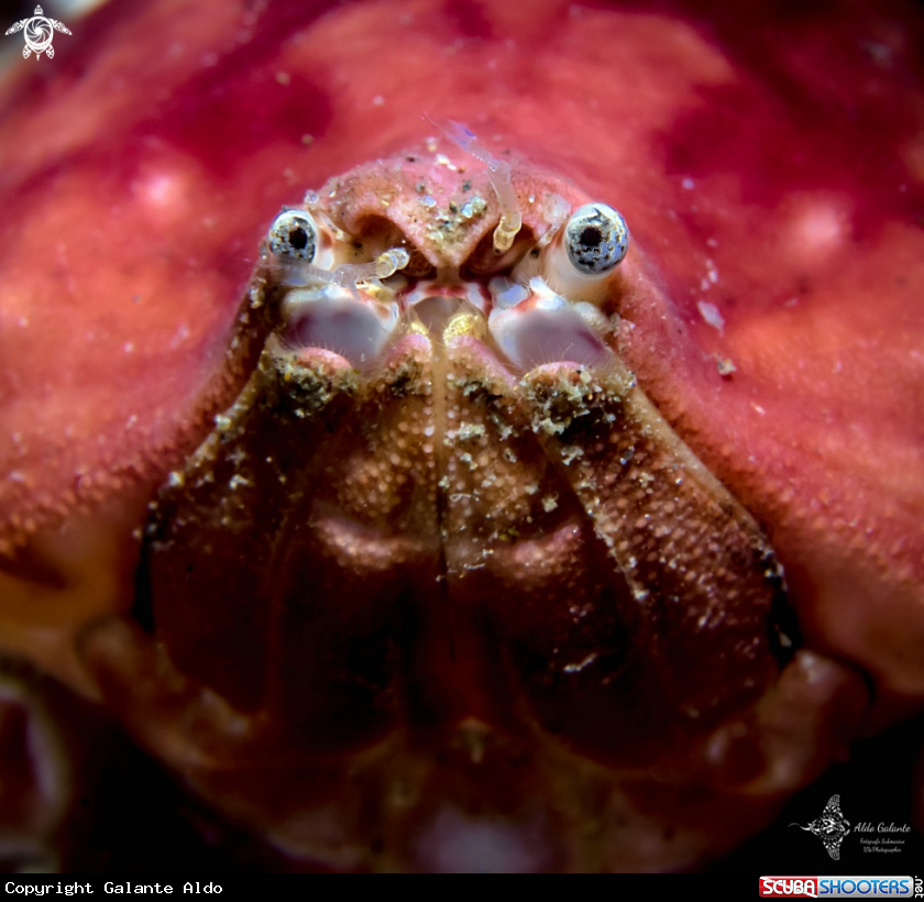 Crab Face
