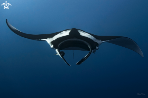 A Mobula Birostris | Giant Oceanic Manta 