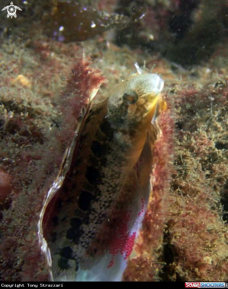 Blenny with eggs