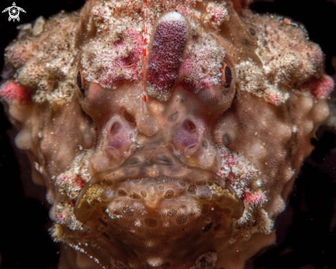 A Antennarius maculatura | Warty frogfish