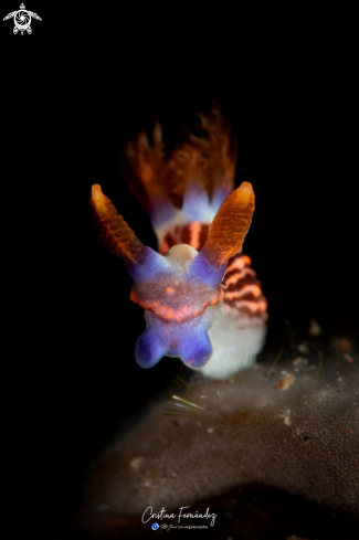 A Nembrotha mullineri | Nudibranch
