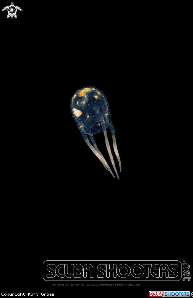 A Jellyfish with shrimp