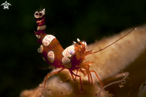 A Thor amboinensis | Squat shrimp