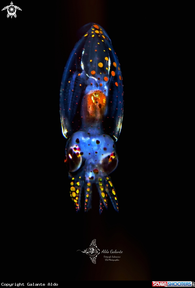 Transparent Multicolor Cephalopod