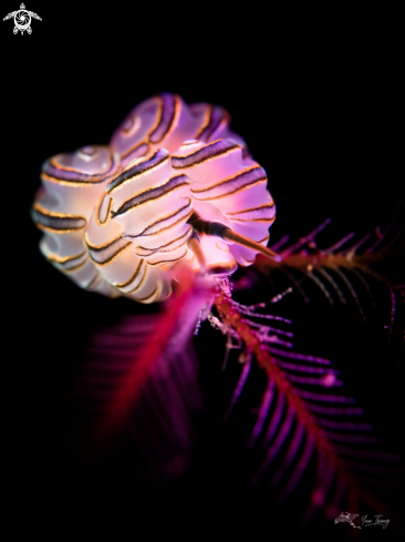 A Doto sp | Nudibranch