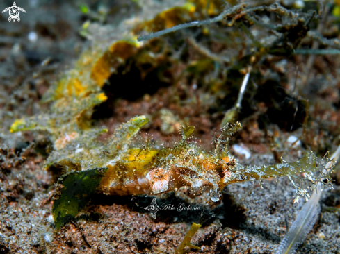 A Whiskered Pipefish