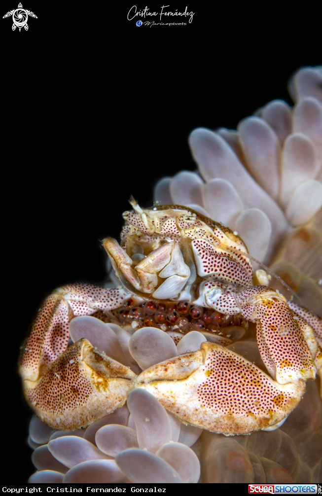 A Porcelain crab