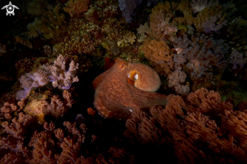 A Octopodidae |  Octopus cyanea